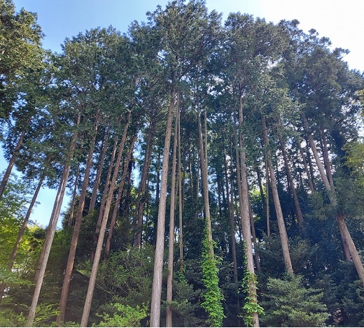 山武の森　スギの木